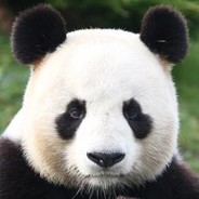 Pandahugs