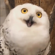 苏格兰圆脸胖鸡