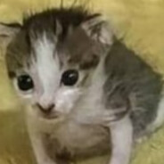 YetimhaneKundakcısı