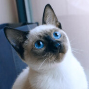 白圆形战斗装北极熊