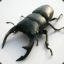 Stag Beetle