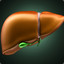 liver