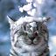 SnowCat