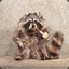 Le Raccoon Des Bois