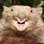 hardcore wombat