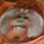 Oranguutan