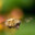 Tiger Bug