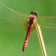 死磕到摇摇欲坠为止