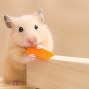 来靶场看我击靶