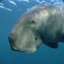 dazzling dugong