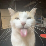 cat lover