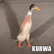 PINGWIN KURWA