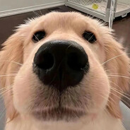 队友你是人类吗？