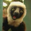 Zooboomafoo