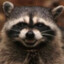 vexedracoon