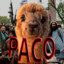 Alpaca Paco