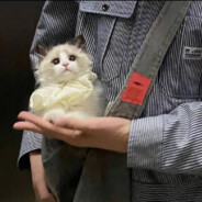 洋葱奶酪味薯条