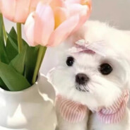 AAA内裤批发王哥