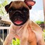 Jenko The Pug