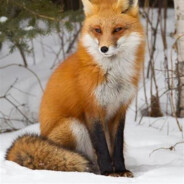 Red Fox