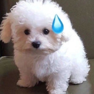 我喜欢白丝双马尾