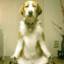 Mediterende Hond
