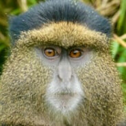 Bludimir Limonke