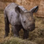 Baby Rhino