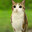 Meowl