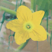 魔法少女月村毛球