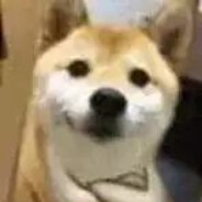 狗哥的雨后小故事