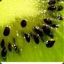 ››‡ČħĐ‡‹‹ kiwi