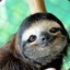 Dr. Sloth