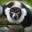 m.ED.iocre_Lemur