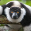 m.ED.iocre_Lemur