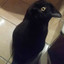 crowcat