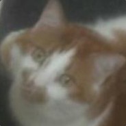 Apex's Avatar