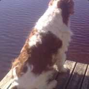 tessu - steam id 76561197960697874