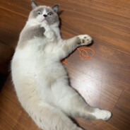 小猪丶