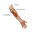 Medial Epicondyle