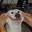 Gentle_Giant