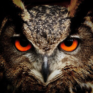 Bubo Bubo