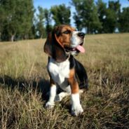 Infinity.Pozyczysz konto stem