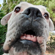 Ɑ͞ ̶͞ ̶͞ ﻝﮞ