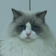 我家猫会后空翻