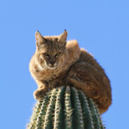 Bobcat