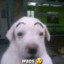 Bulterrier