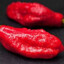 a ghost pepper