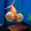 dead fishk