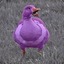 PurpleGoose